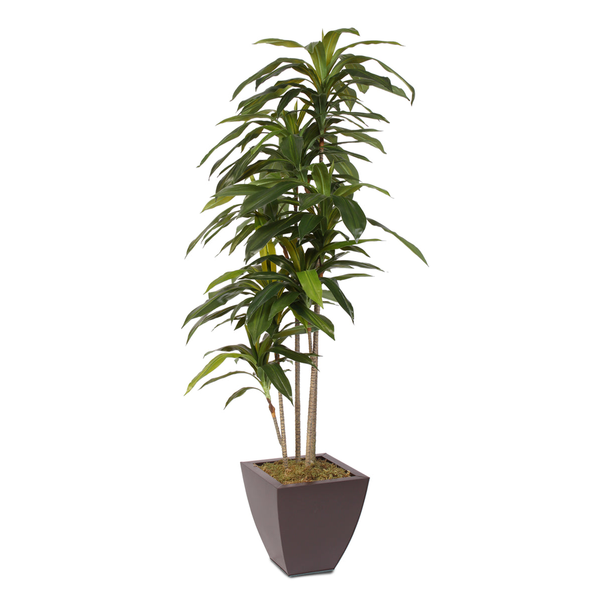 artificial, silk flowers, succulent, dracaena massangeana tree, contemporary