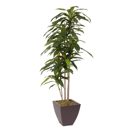 artificial, silk flowers, succulent, dracaena massangeana tree, contemporary