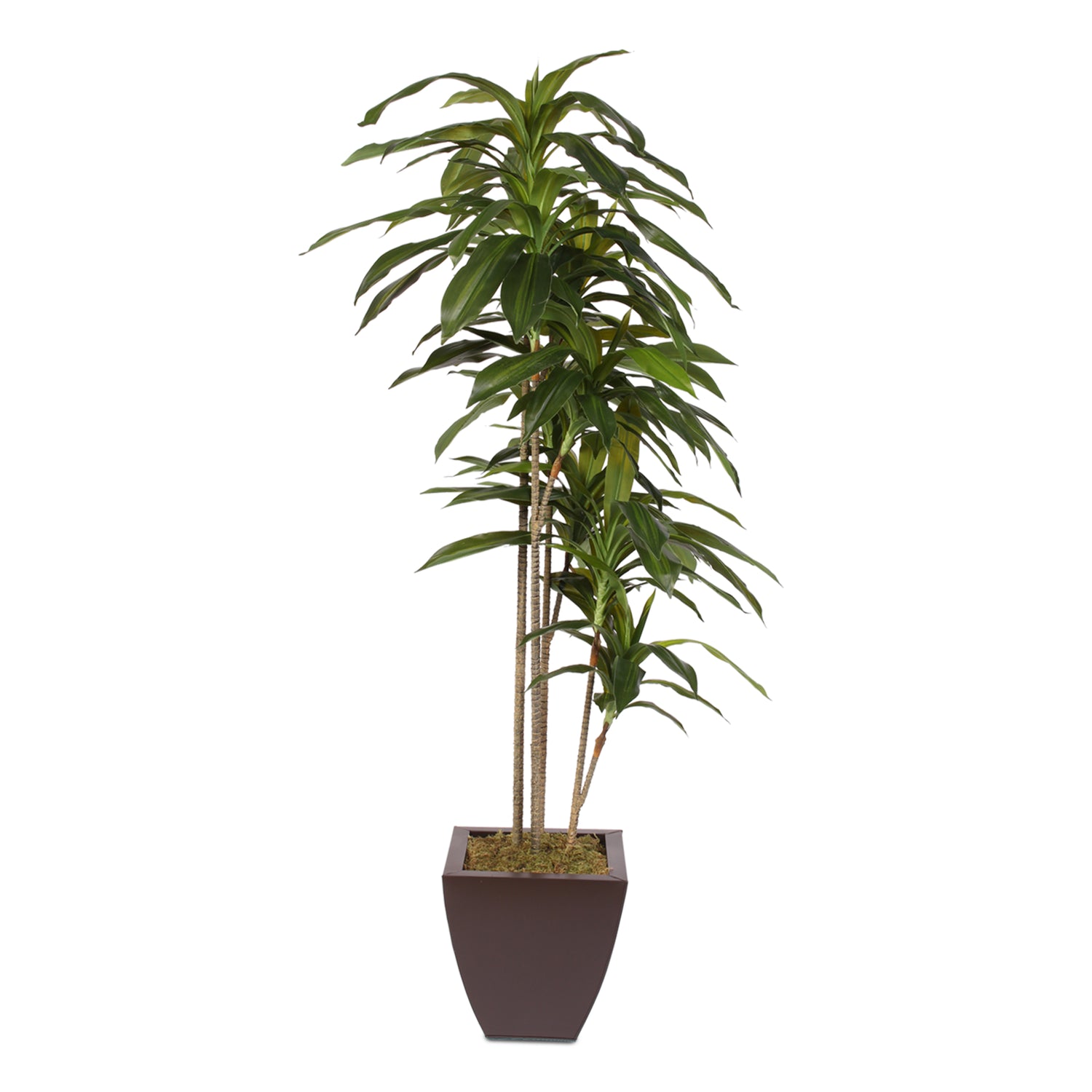 silk dracaena 5 Feet Real Touch Artificial Dracaena Tree in Metal Planter Online