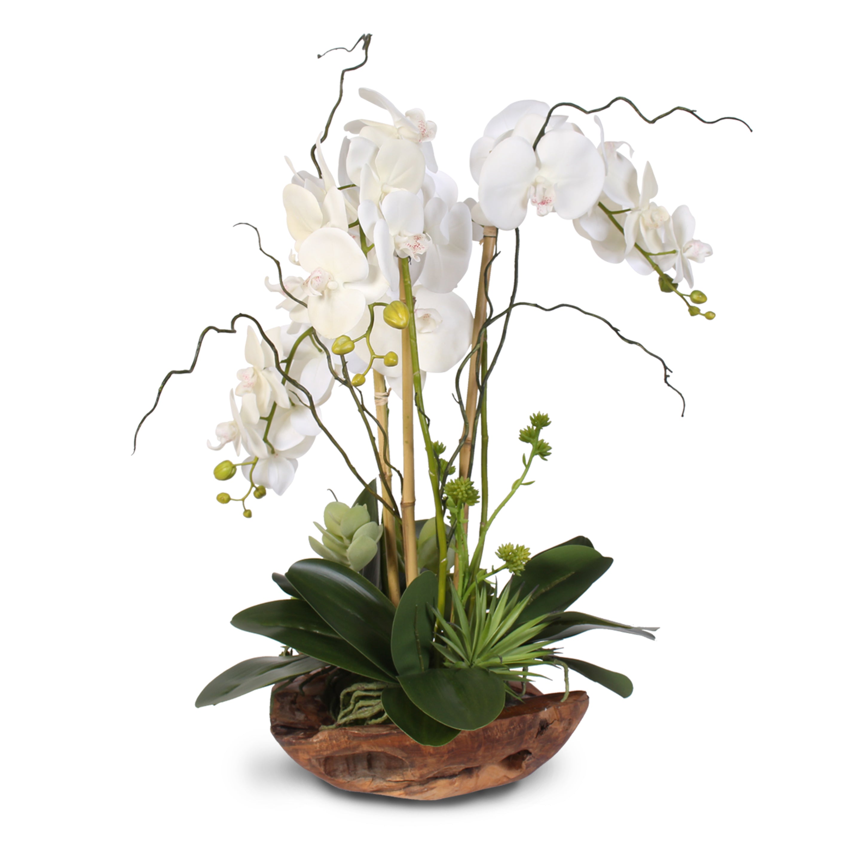 Double Phalaenopsis Orchid display dressed with curly willow and moss by  Green Bouquet Floral Design