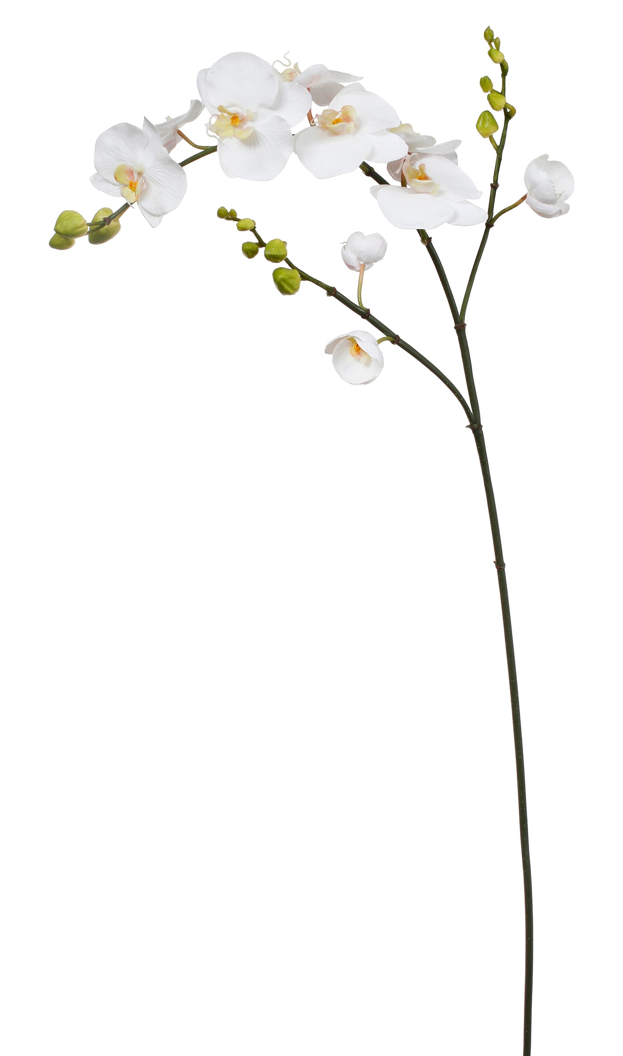 white, phalaenopsis orchid, artificial, silk flowers, succulent