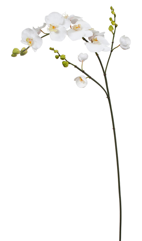 white, phalaenopsis orchid, artificial, silk flowers, succulent