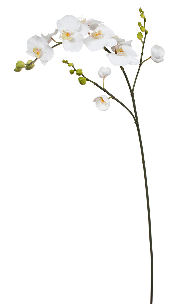 white, phalaenopsis orchid, artificial, silk flowers, succulent