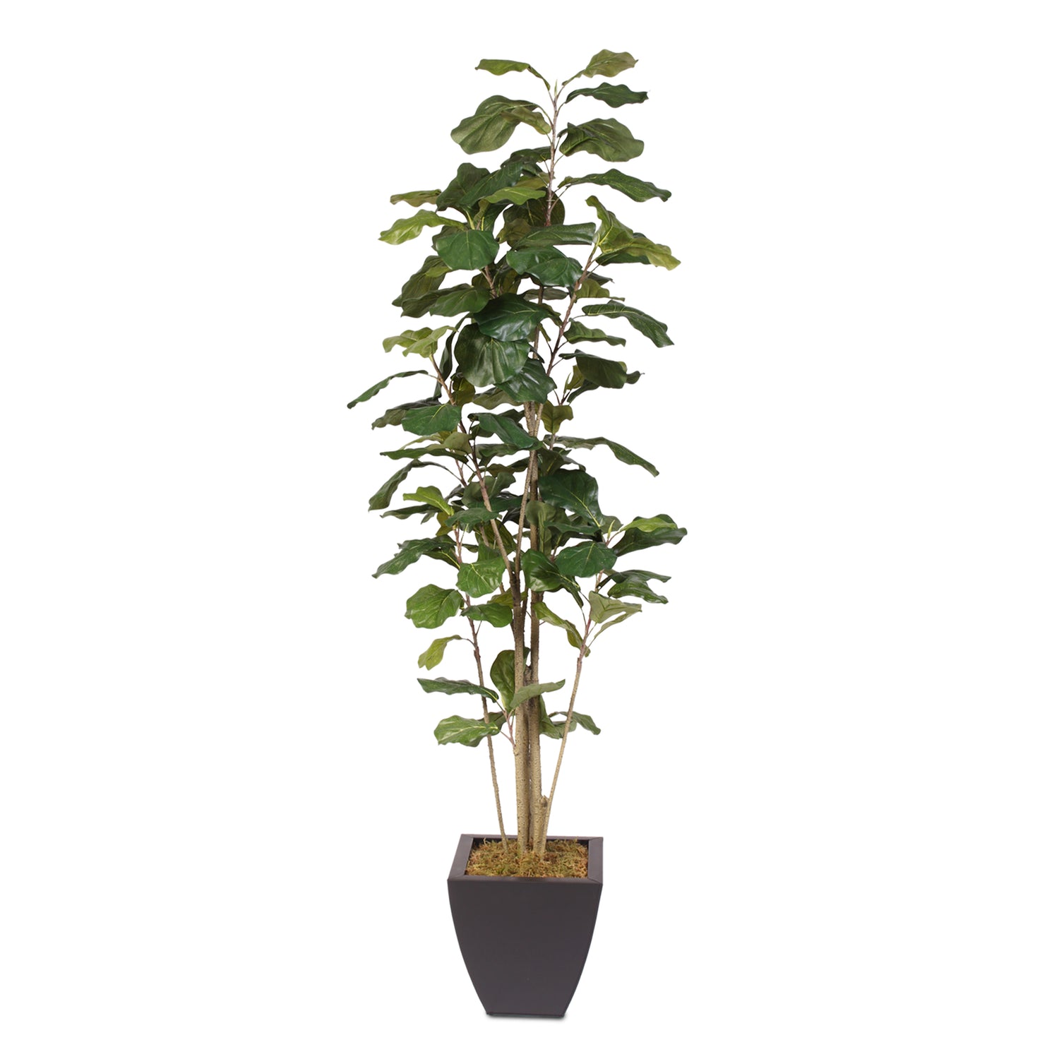 6 foot fiddle leaf fig 6 Feet Fiddle Leaf Tree in a Metal Container – Jenny Silks