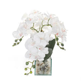 White Orchid Arrangement with Rocks In Rectangle Glass Vase#F-184