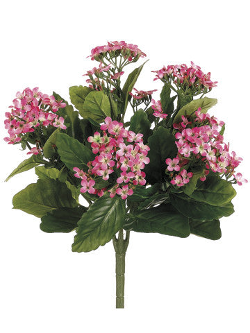 Kalanchoe Bush (6 Stems Total) #FBK107-PK~TT