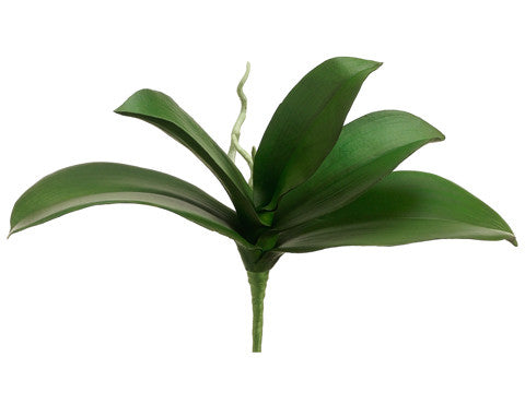 Phalaenopsis Leaf Stem (6 Leaf Stems Total) #HSL212-GR