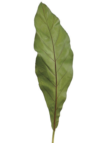 Bird's Nest Fern Leaf Stem (6 Leaf Stems Total) #JTL173-GR