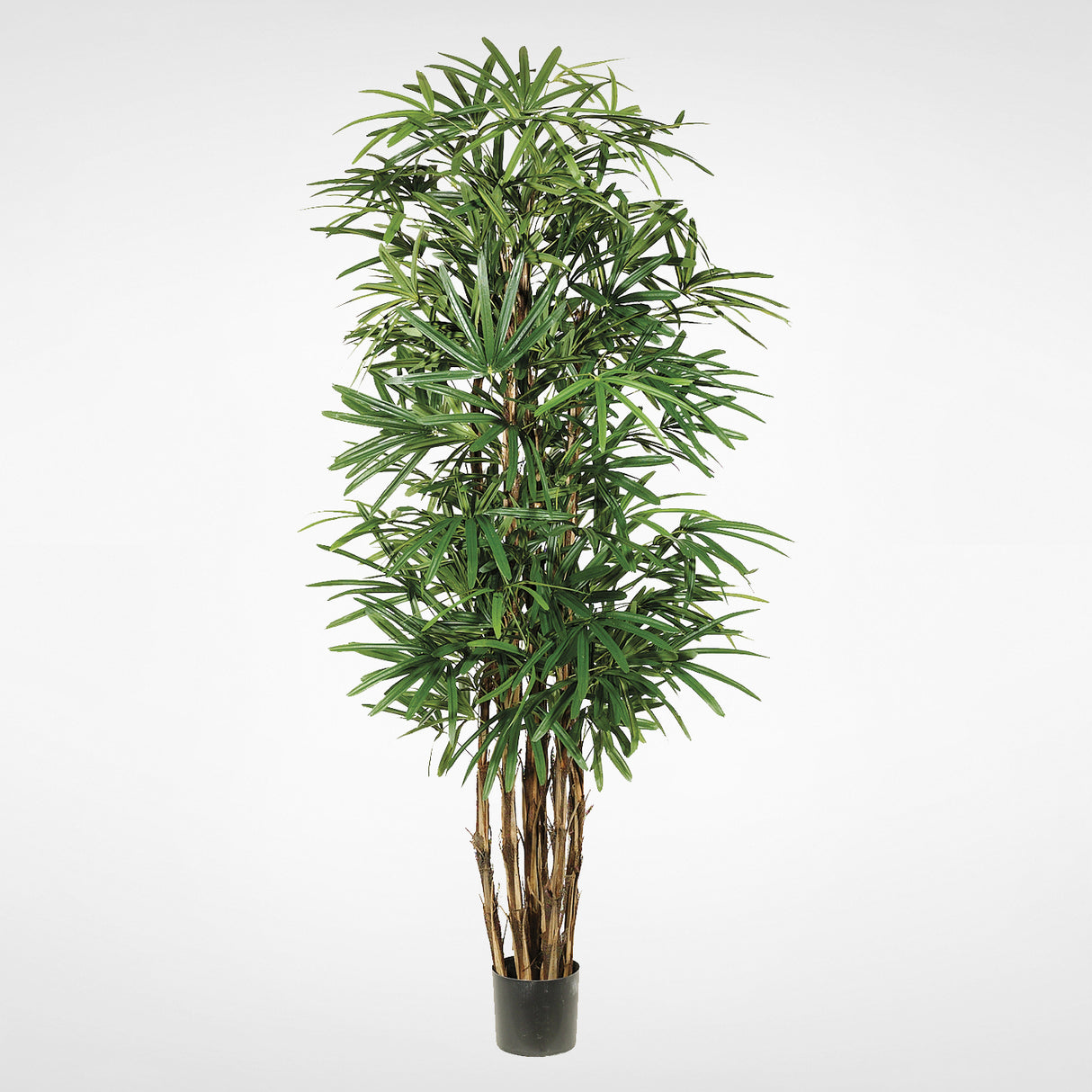 LADY PALM TREE #LTP766-GR/TT