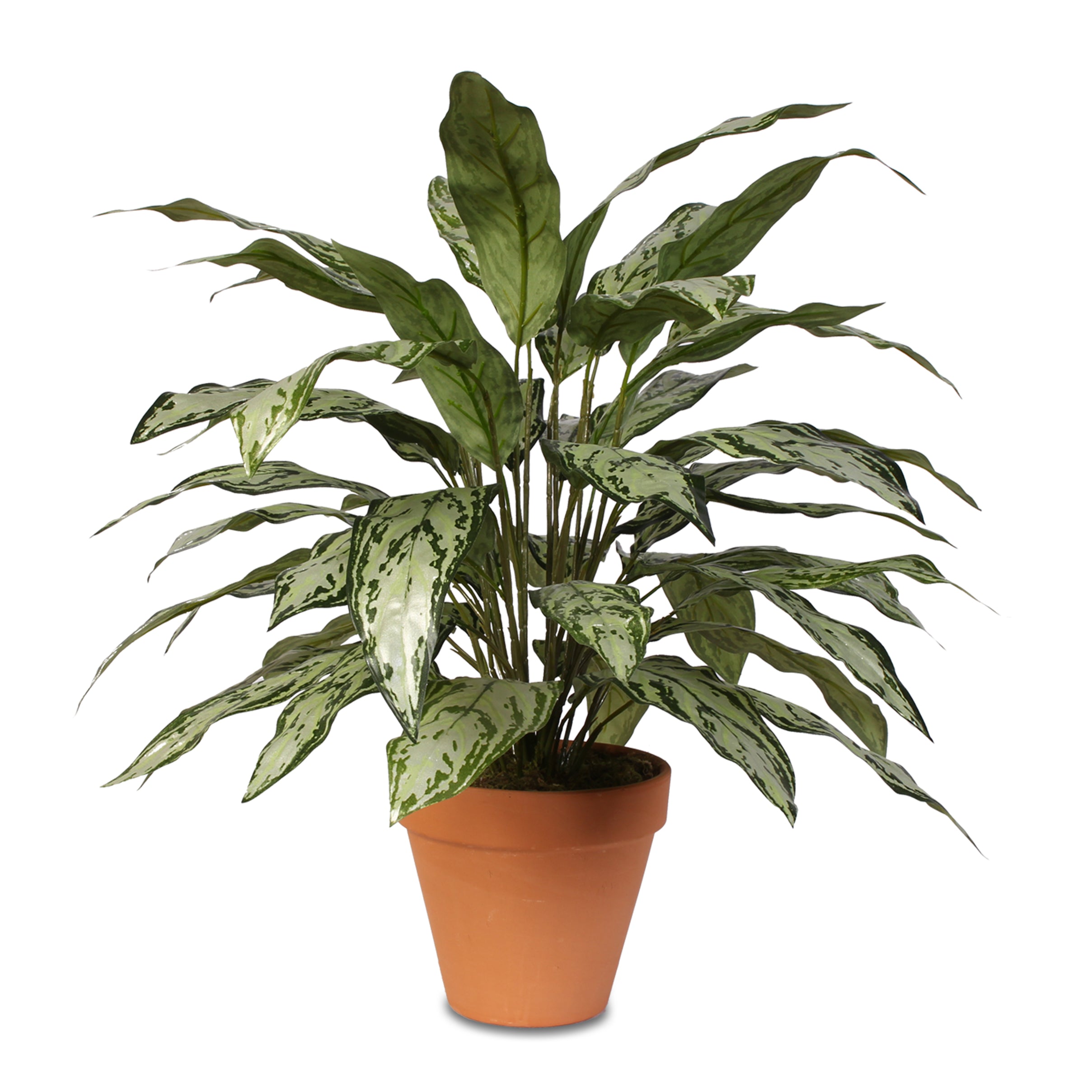 Silver Queen House Plant