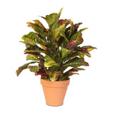 Real Touch Croton Plant in Clay Pot #P-70D