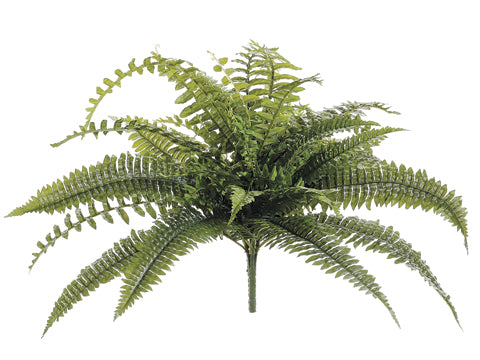 Dragon Fern Bush with 41 Leaves #PBF971-GR