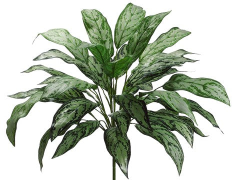 Silver Queen Plant with 36 Leaves #PBS702-GR