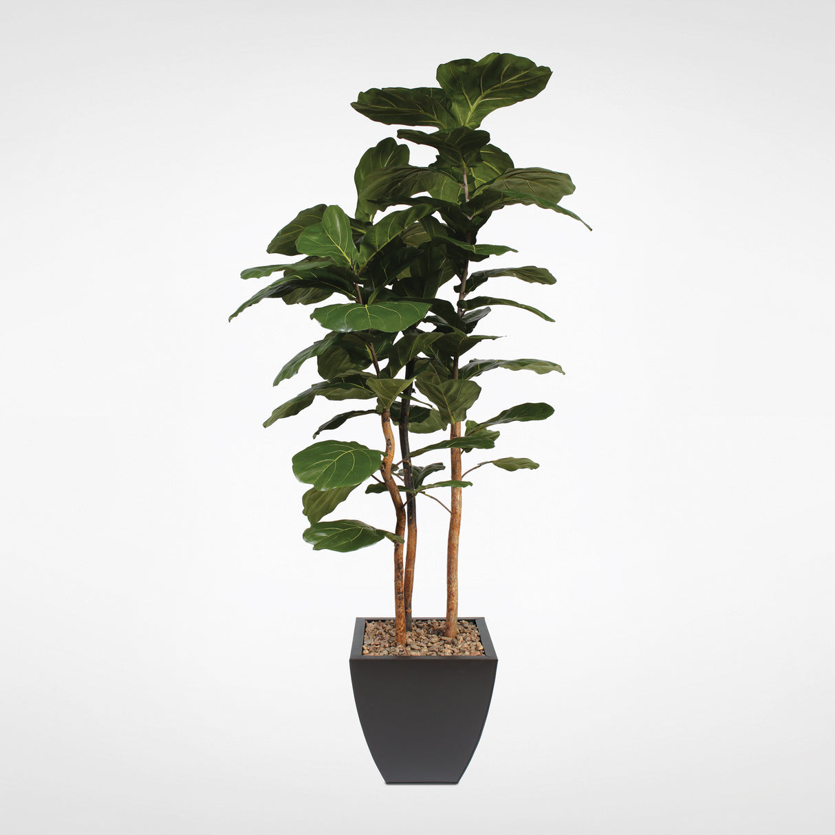 7' Brazilian Fiddle Leaf Tree with Real Wood Trunks in Black Pot #T-100B