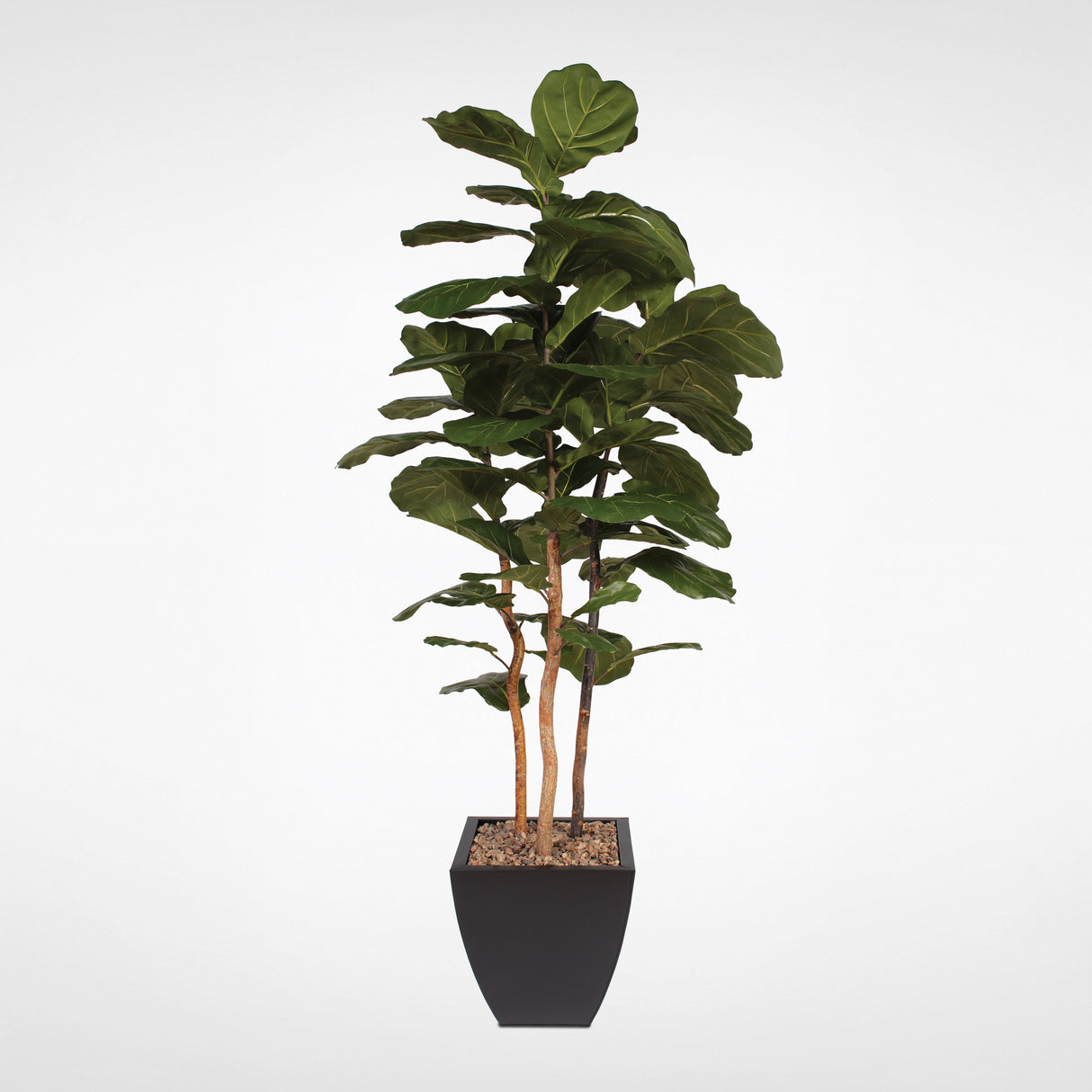 7' Brazilian Fiddle Leaf Tree with Real Wood Trunks in Black Pot #T-100B