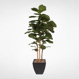7' Brazilian Fiddle Leaf Tree with Real Wood Trunks in Black Pot #T-100B