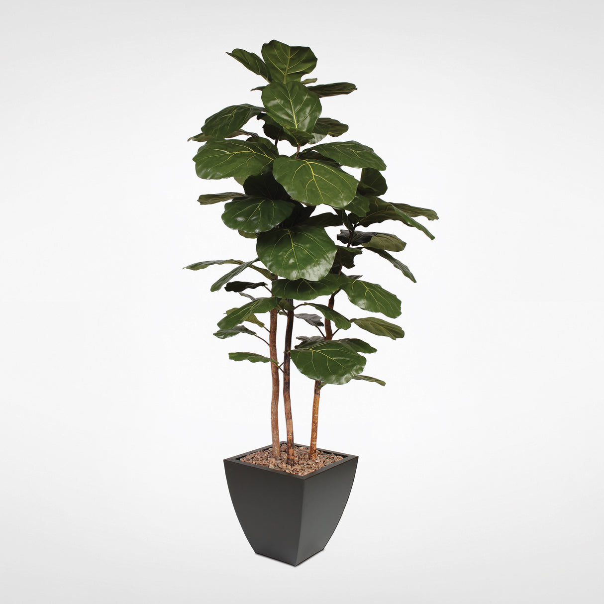 7' Brazilian Fiddle Leaf Tree with Real Wood Trunks in Black Pot #T-100B