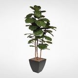 7' Brazilian Fiddle Leaf Tree with Real Wood Trunks in Black Pot #T-100B
