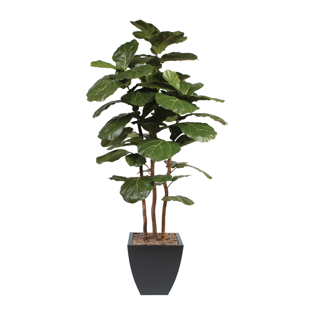 7' Brazilian Fiddle Leaf Tree with Real Wood Trunks in Black Pot #T-100B