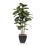 7' Brazilian Fiddle Leaf Tree with Real Wood Trunks in Black Pot #T-100B