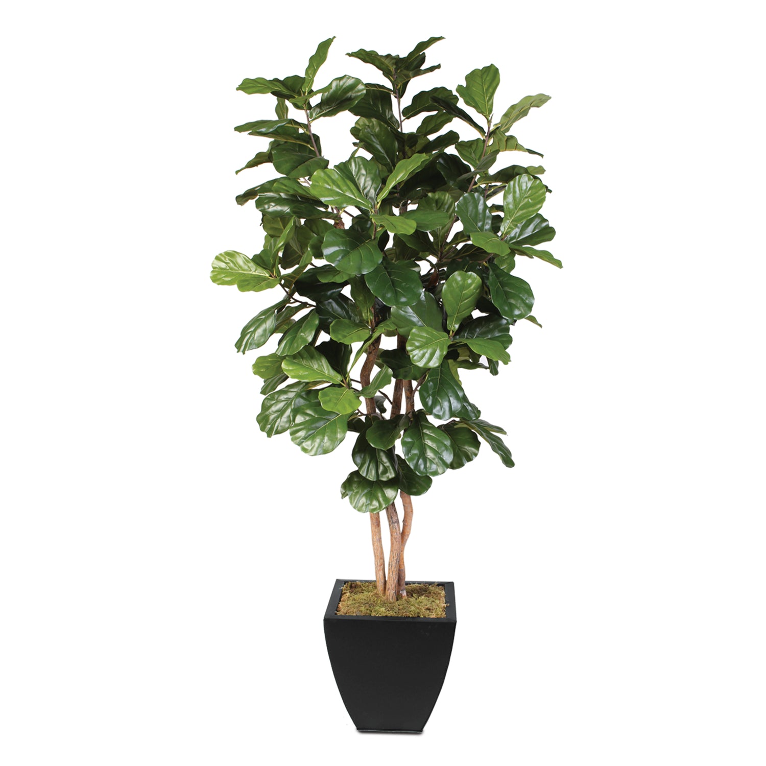 silk house plant 7 Feet Artificial Silk Fiddle Leaf Tree with Real Wood Trunks in Black Metal Planter #T-99B